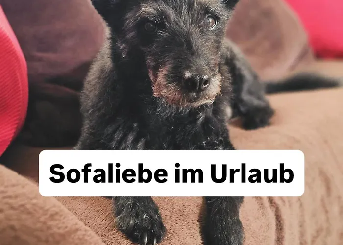 Hundeurlaub Im Tiny House Im Wald * Tanna