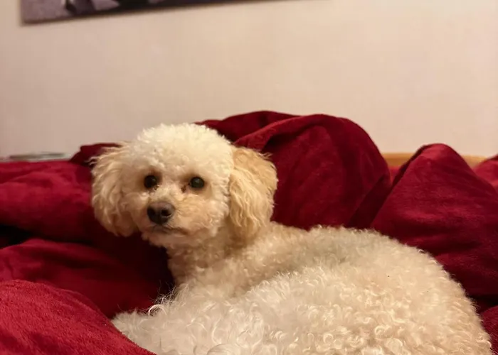 度假居 Hundeurlaub Im Tiny House Im Wald