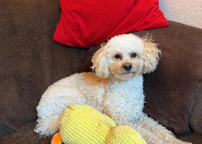 Hundeurlaub Im Tiny House Im Wald